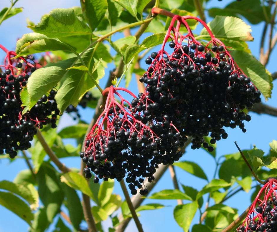 The Power of Elderberry and Why It’s the Immune Boost You Need Right Now